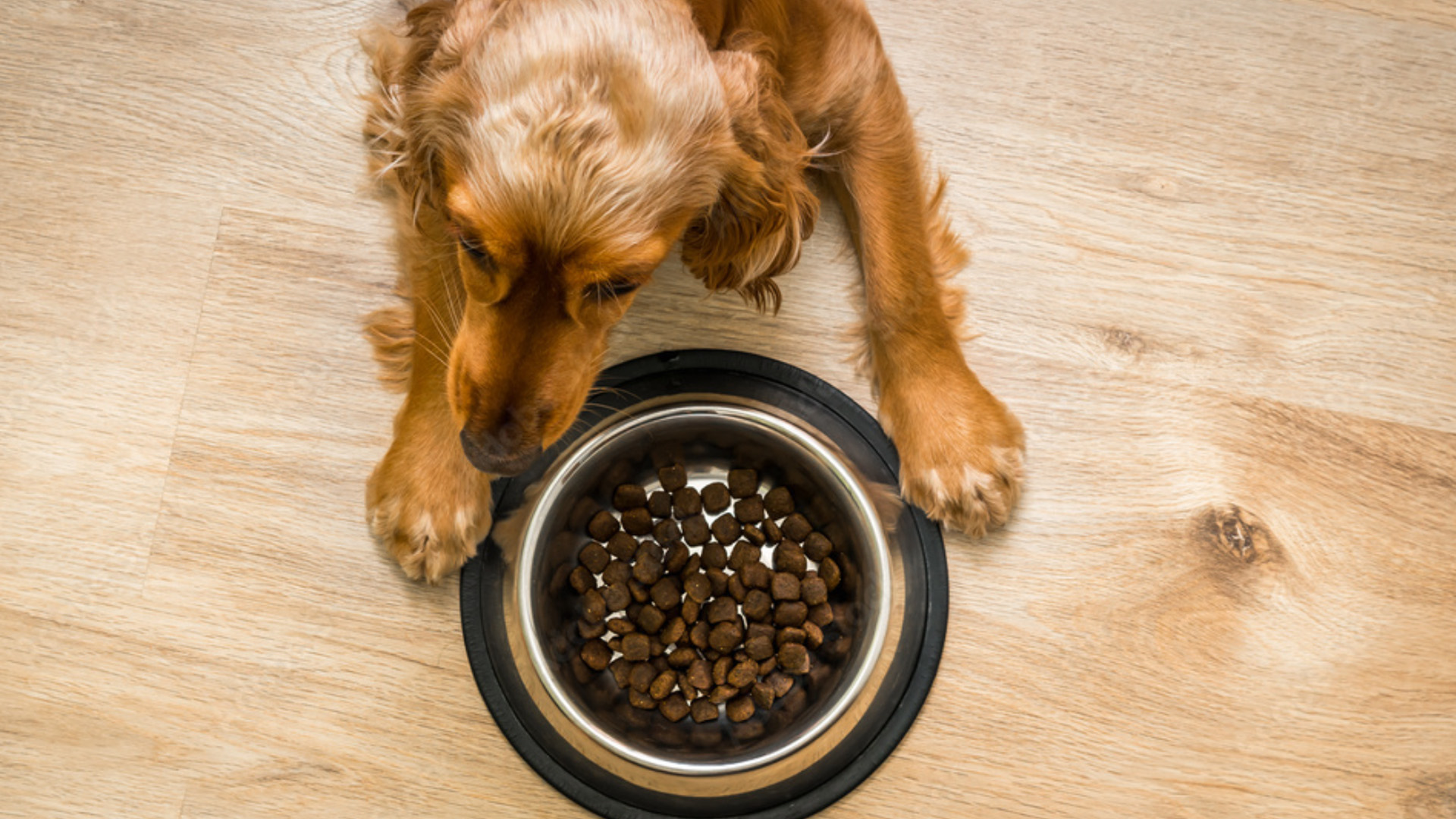 Featured Image for “Bell’s Turmeric Butter for Dogs”