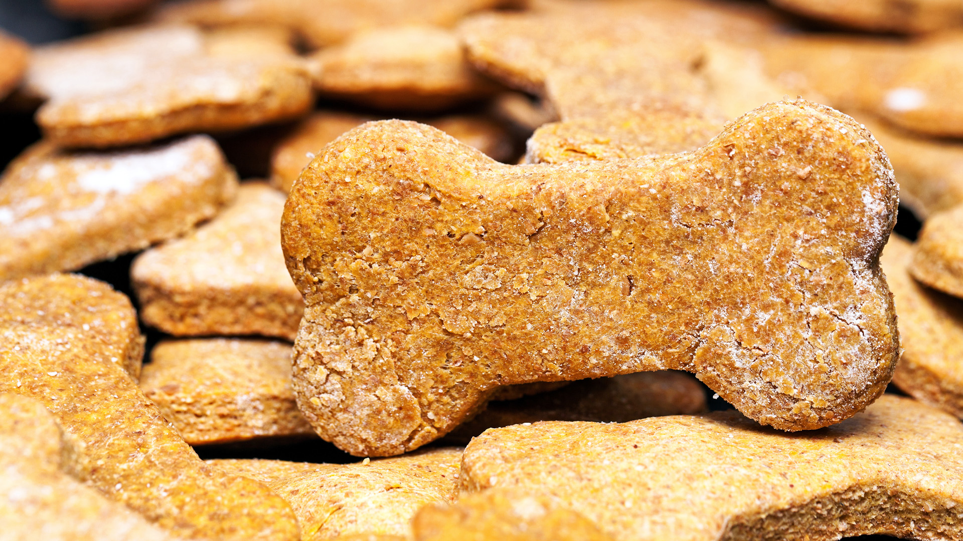 Featured image for “Lucy’s Superfood Biscuits for Dogs”