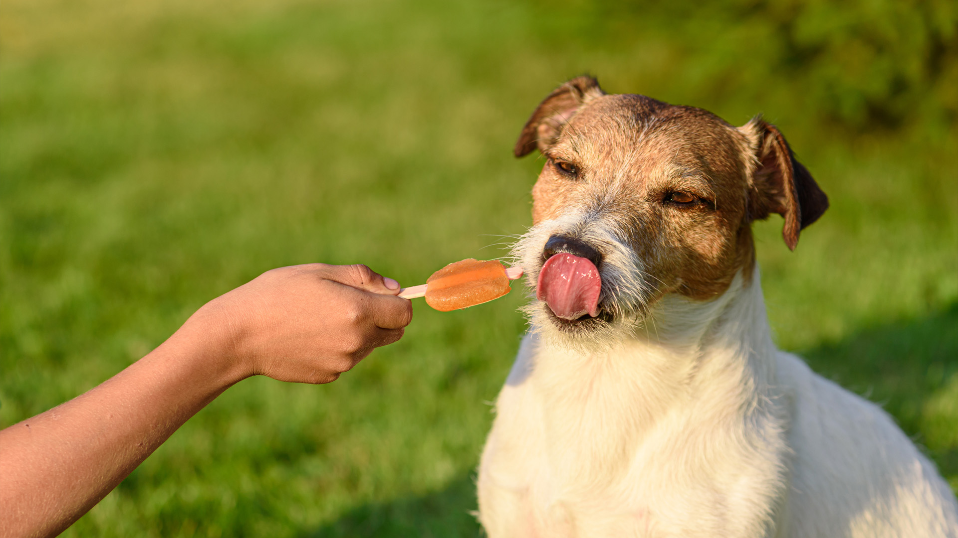 Featured image for “Roxy’s Homemade Pupsicles for Dogs”